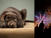 Pólvora y mascotas: ¿qué le puede dar o hacer con su perrito para reducir su angustia y estrés?