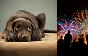 Pólvora y mascotas: ¿qué le puede dar o hacer con su perrito para reducir su angustia y estrés?