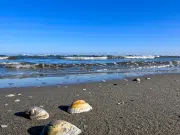 El cambio en el mar que desconcierta a científicos internacionales: ‘no sé si sorprendido sea la palabra correcta’