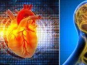 El nervio olvidado que rejuvenece el corazón: la clave oculta para una salud cardíaca duradera, según estudio
