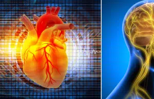 El nervio olvidado que rejuvenece el corazón: la clave oculta para una salud cardíaca duradera, según estudio