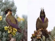 El colibrí más lindo del mundo es colombiano: conozca al Chivito del Nevado del Ruiz