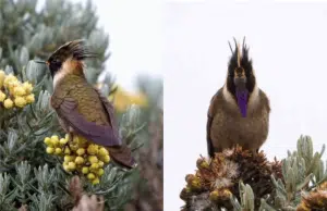 El colibrí más lindo del mundo es colombiano: conozca al Chivito del Nevado del Ruiz