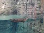 Santa Ana, California, inaugura River’s Edge, el hábitat más grande y moderno de su zoológico: ¿en qué consiste?