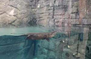 Santa Ana, California, inaugura River’s Edge, el hábitat más grande y moderno de su zoológico: ¿en qué consiste?