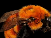 El abejorro más grande del mundo lucha contra la extinción