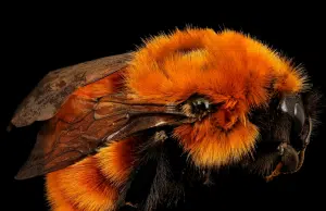 El abejorro más grande del mundo lucha contra la extinción