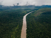 Deforestación en la Amazonía colombiana se redujo en 25%