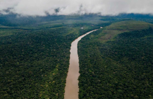 Deforestación en la Amazonía colombiana se redujo en 25%