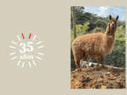 Ámbar: la llama rescatada que tiene nuevo hogar