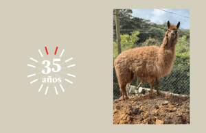 Ámbar: la llama rescatada que tiene nuevo hogar