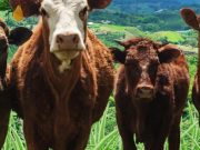 Cali fue elegida como Sede de la feria Agroexpo 2026