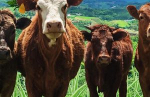 Cali fue elegida como Sede de la feria Agroexpo 2026
