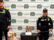 Incautan tres kilos de cocaína que provenia de Pasto con destino a España