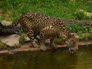 Avanza plan para la conservación del jaguar