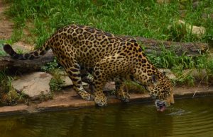 Avanza plan para la conservación del jaguar
