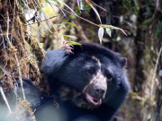 Falleció el oso andino Tamá durante su proceso de liberación