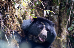 Falleció el oso andino Tamá durante su proceso de liberación