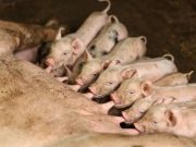 ICA prohíbe ingreso de productos derivados del cerdo provenientes de España