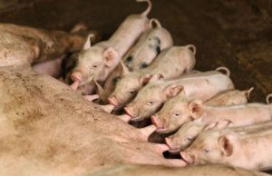 ICA prohíbe ingreso de productos derivados del cerdo provenientes de España