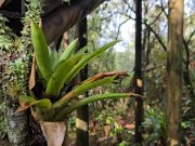 En diciembre, ¿cuáles son las especies mayormente extraídas de la naturaleza en el Aburrá?