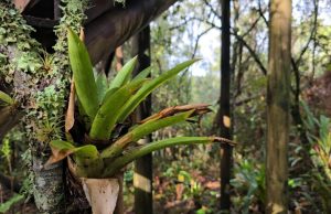 En diciembre, ¿cuáles son las especies mayormente extraídas de la naturaleza en el Aburrá?