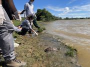 De Medellín a los Llanos Orientales: regresan 140 tortugas a su hábitat natural
