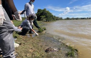 De Medellín a los Llanos Orientales: regresan 140 tortugas a su hábitat natural