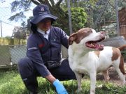 Llamado a una adopción responsable de animales durante temporada navideña y de comienzo de año
