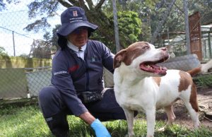 Llamado a una adopción responsable de animales durante temporada navideña y de comienzo de año