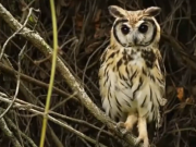 ¿Qué impacto tiene la pólvora sobre la fauna silvestre?