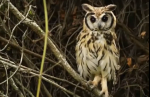 ¿Qué impacto tiene la pólvora sobre la fauna silvestre?