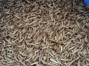 Bacterias en las larvas de gusanos mitigarían la invasión del plástico