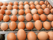 Confirman viabilidad de exportar huevos colombianos a EE.UU.