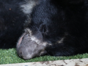Liberarán a oso andino Tamá tras 11 años de rehabilitación