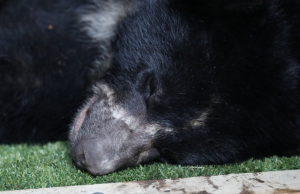 Liberarán a oso andino Tamá tras 11 años de rehabilitación