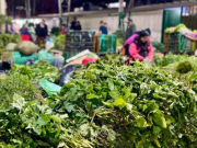 Ritual de fin de año: dónde encontrar variedad de plantas en Bogotá