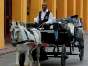 Cartagena prohibió los carruajes con tracción animal