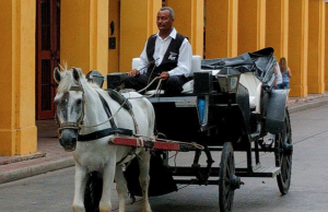 Cartagena prohibió los carruajes con tracción animal