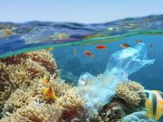 La temperatura de los océanos marcó un nuevo récord en 2025