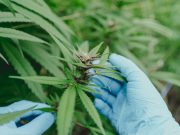 ¿Cuánta marihuana es mucho? La ciencia propone medir el nivel de cannabis que puede consumir una persona