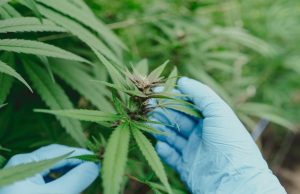 ¿Cuánta marihuana es mucho? La ciencia propone medir el nivel de cannabis que puede consumir una persona