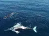 Chile, el país con mayor registro de choques letales de ballenas con embarcaciones, un fenómeno que crece