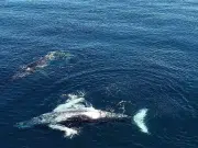 Chile, el país con mayor registro de choques letales de ballenas con embarcaciones, un fenómeno que crece