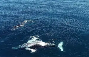 Chile, el país con mayor registro de choques letales de ballenas con embarcaciones, un fenómeno que crece