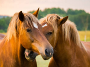 ¿Y si los caballos pudieran decir lo que piensan? Así es el proyecto que busca enseñarles a expresar sus preferencias