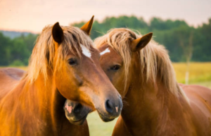 ¿Y si los caballos pudieran decir lo que piensan? Así es el proyecto que busca enseñarles a expresar sus preferencias