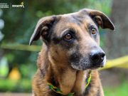 Estudio revela habilidad de perros “genios” para aprender palabras al escuchar conversaciones