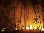 El calentamiento global de hace 56 millones de años provocó incendios masivos y erosión, revela nuevo estudio