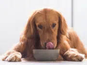 ¿Qué debe tener el alimento de su mascota? Los cuatro ingredientes clave que recomiendan los expertos